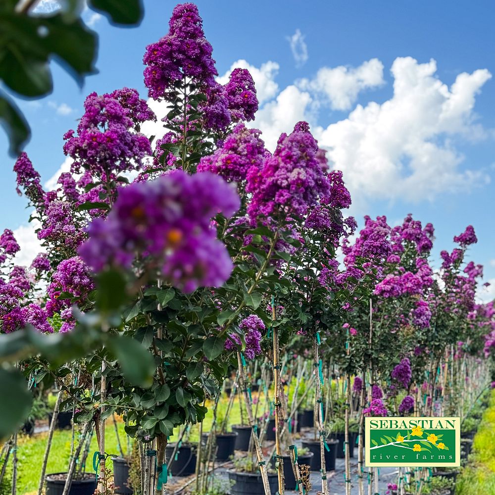 lagerstroemia-twilight-purple-crape-myrtle