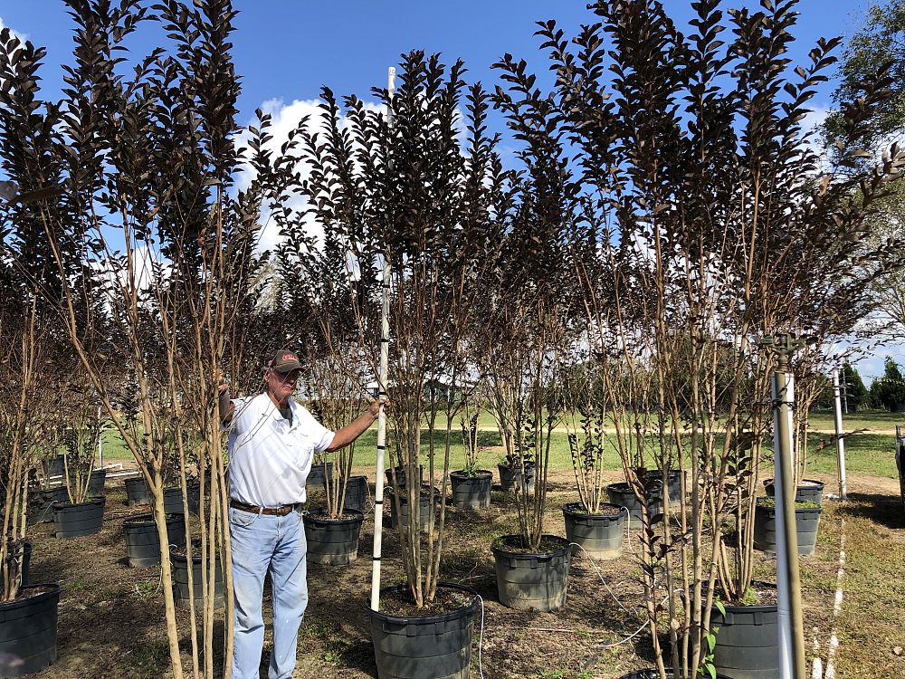 lagerstroemia-white-lighting-crape-myrtle