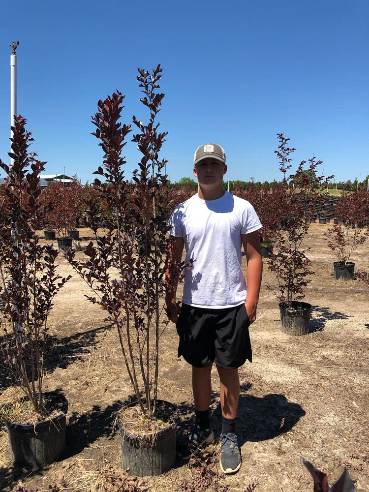 lagerstroemia-white-lighting-crape-myrtle