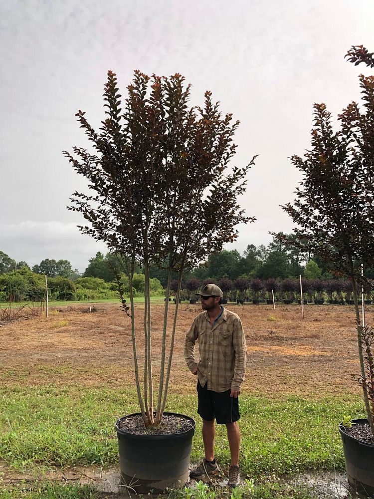 lagerstroemia-white-lighting-crape-myrtle