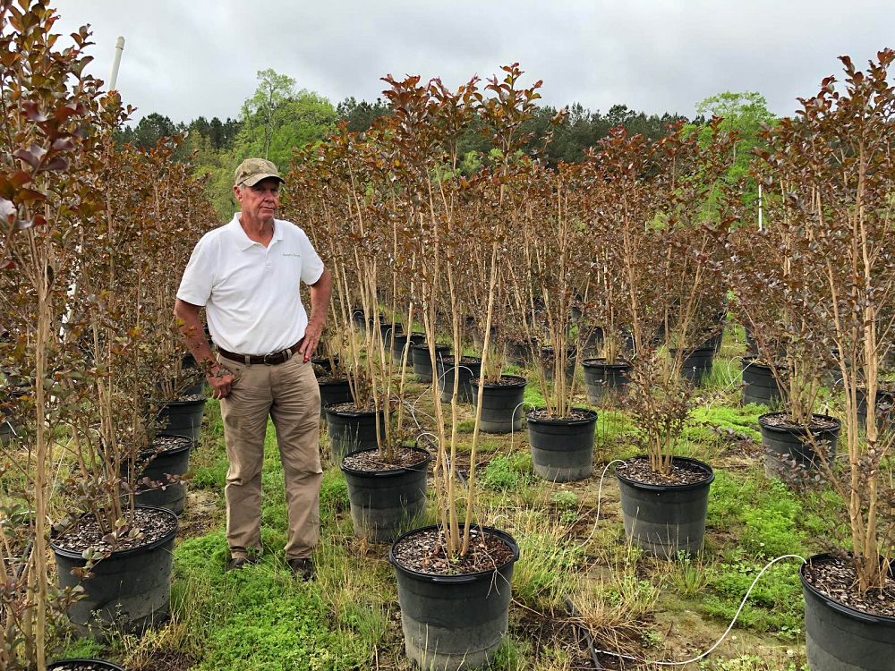 lagerstroemia-white-lighting-crape-myrtle
