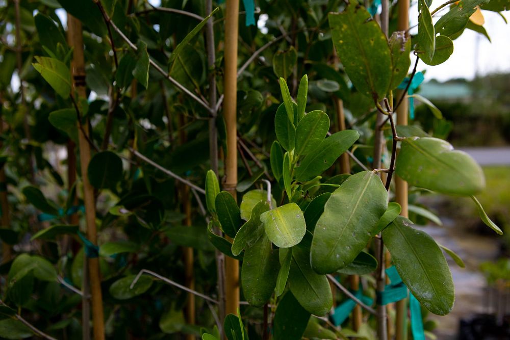 laguncularia-racemosa-white-mangrove