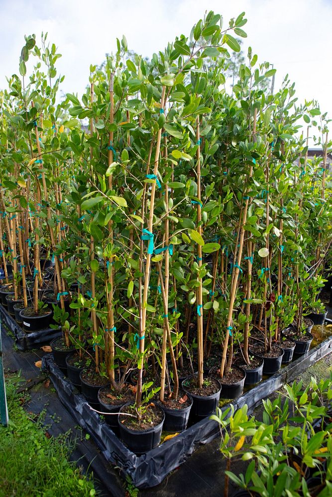 laguncularia-racemosa-white-mangrove