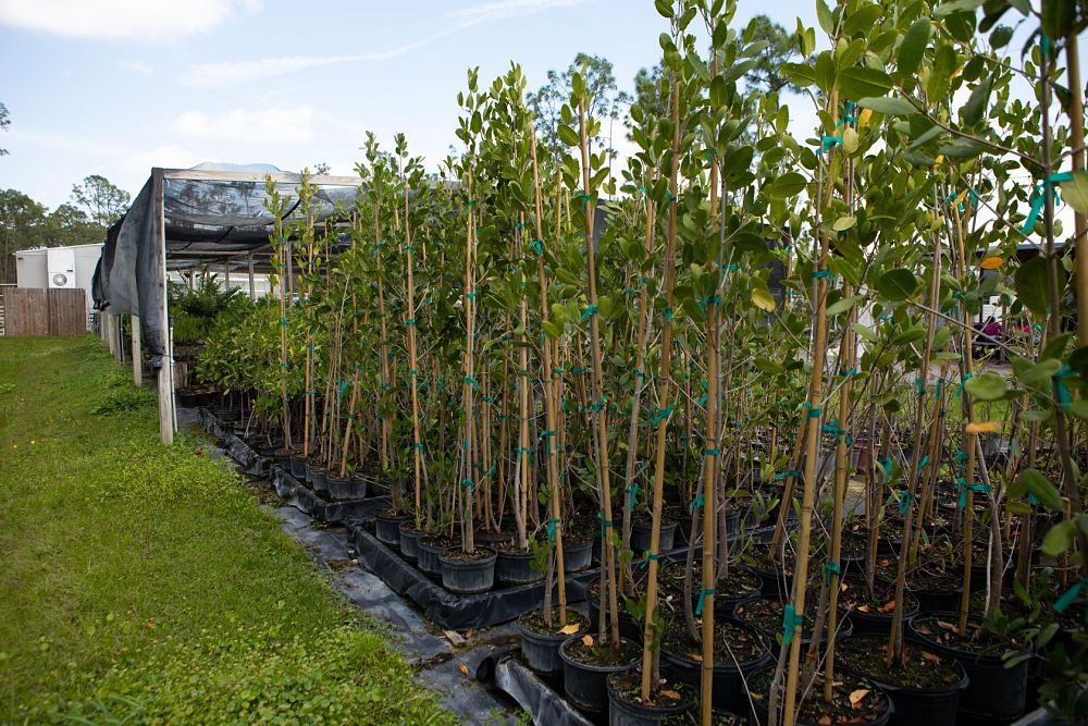 laguncularia-racemosa-white-mangrove