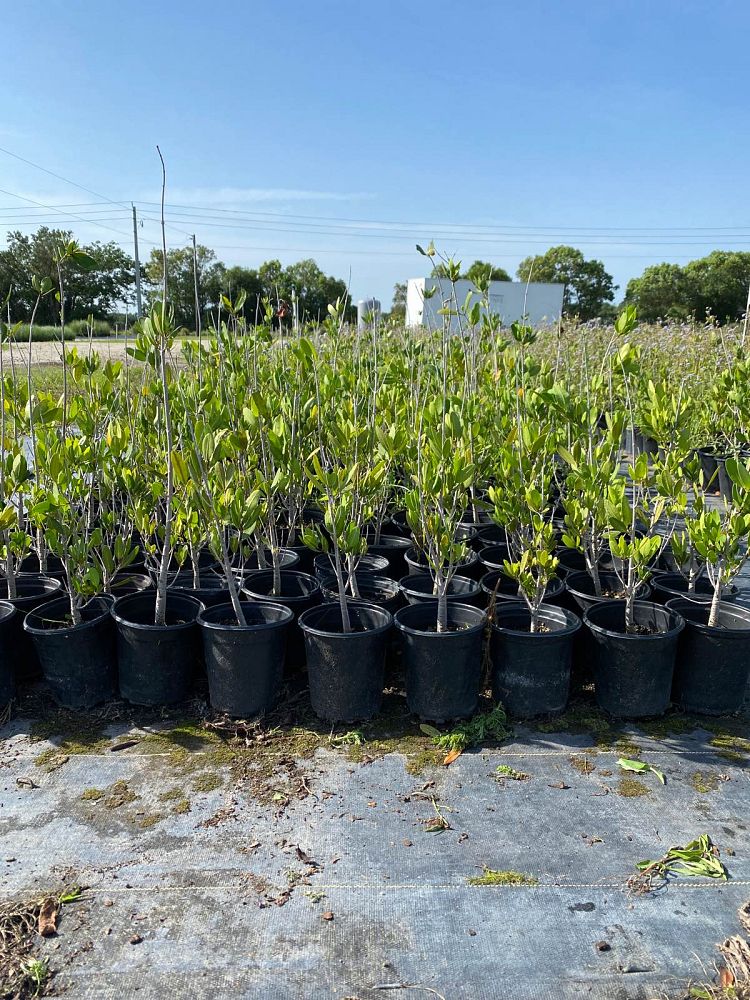 laguncularia-racemosa-white-mangrove
