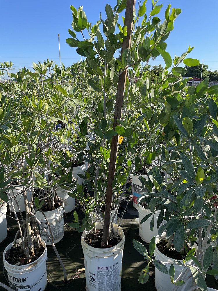 laguncularia-racemosa-white-mangrove
