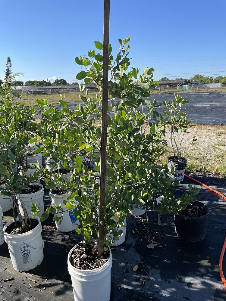 laguncularia-racemosa-white-mangrove