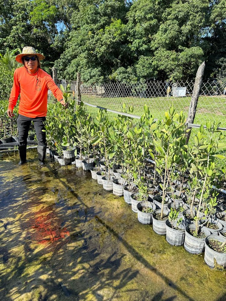 laguncularia-racemosa-white-mangrove