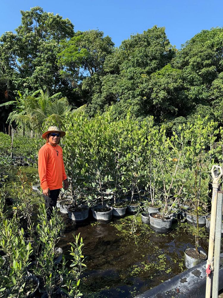 laguncularia-racemosa-white-mangrove
