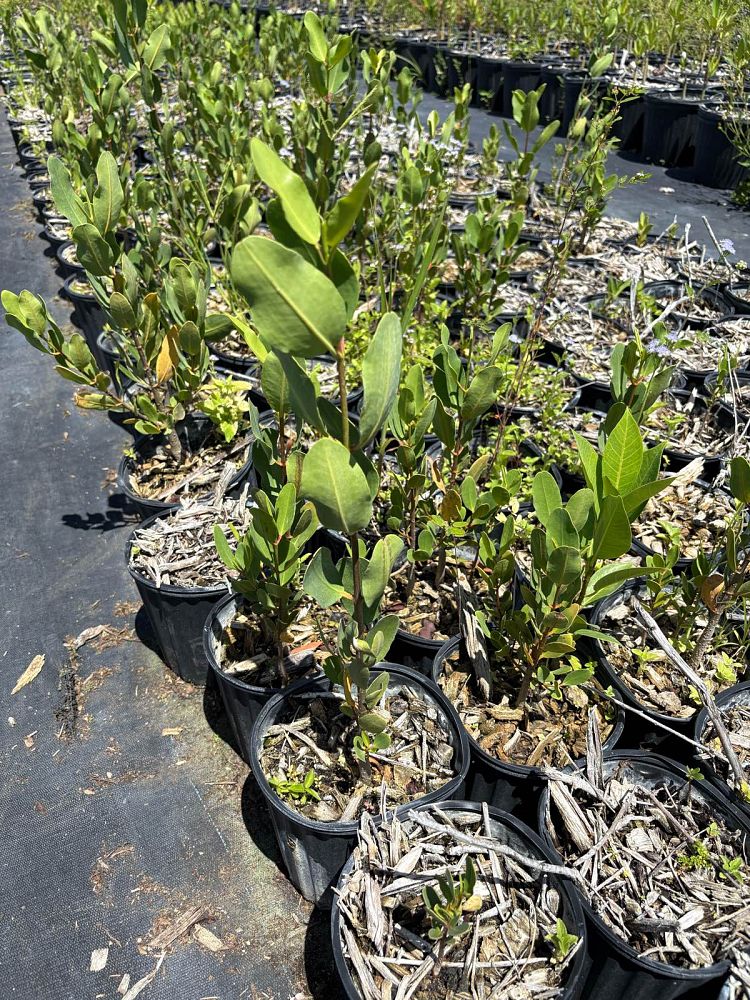 laguncularia-racemosa-white-mangrove