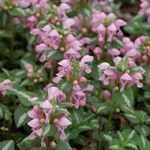 lamium-maculatum-shell-pink-spotted-dead-nettle
