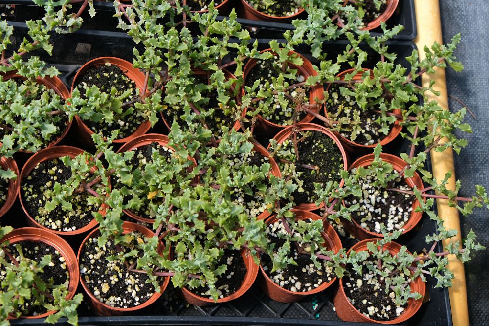 lampranthus-pink-ice-trailing-ice-plant
