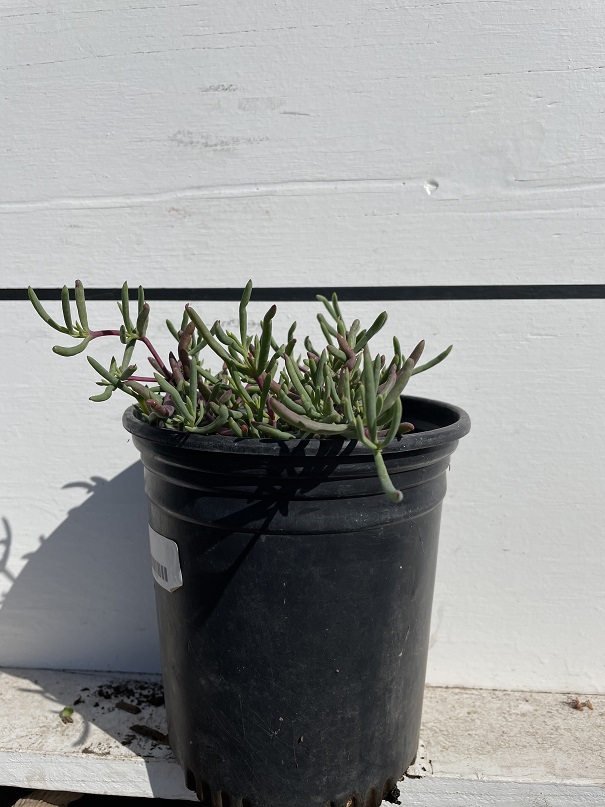lampranthus-productus-purple-ice-plant
