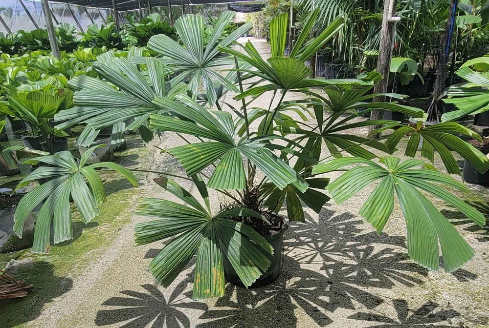 lanonia-dasyantha-licuala-radula-licuala-dasyantha