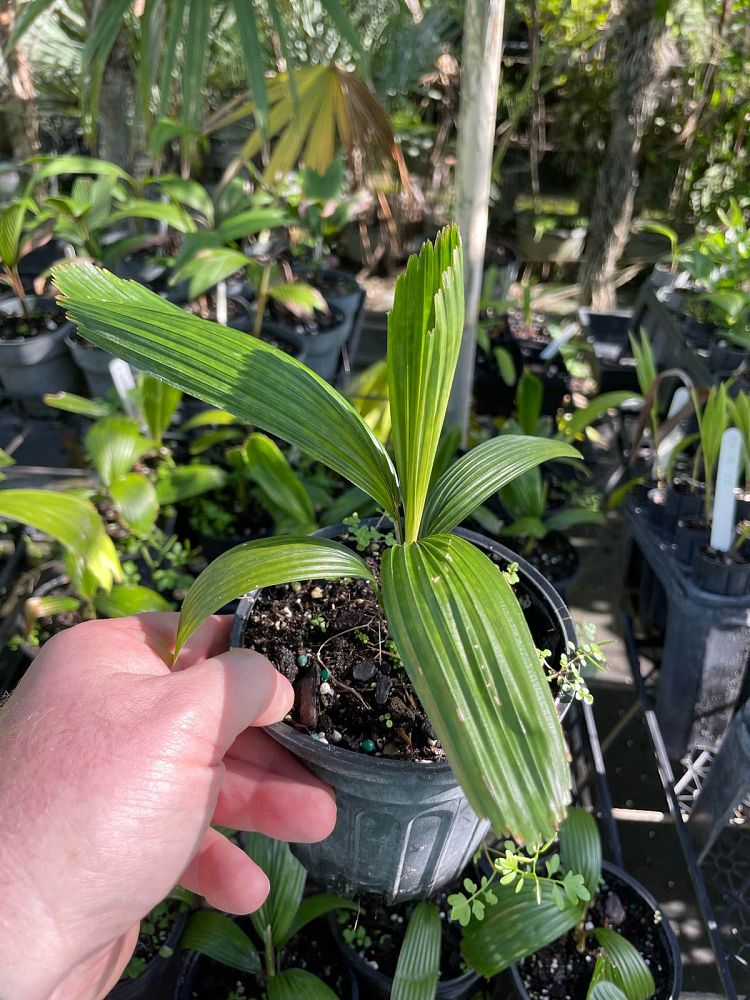 lanonia-dasyantha-licuala-radula-licuala-dasyantha