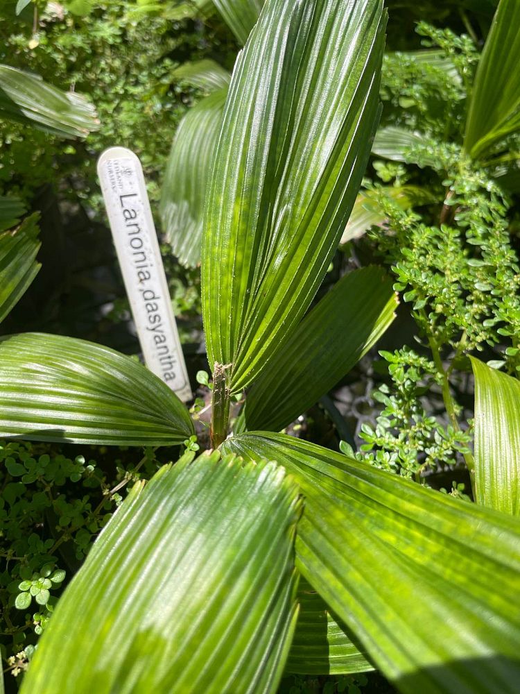 lanonia-dasyantha-licuala-radula-licuala-dasyantha