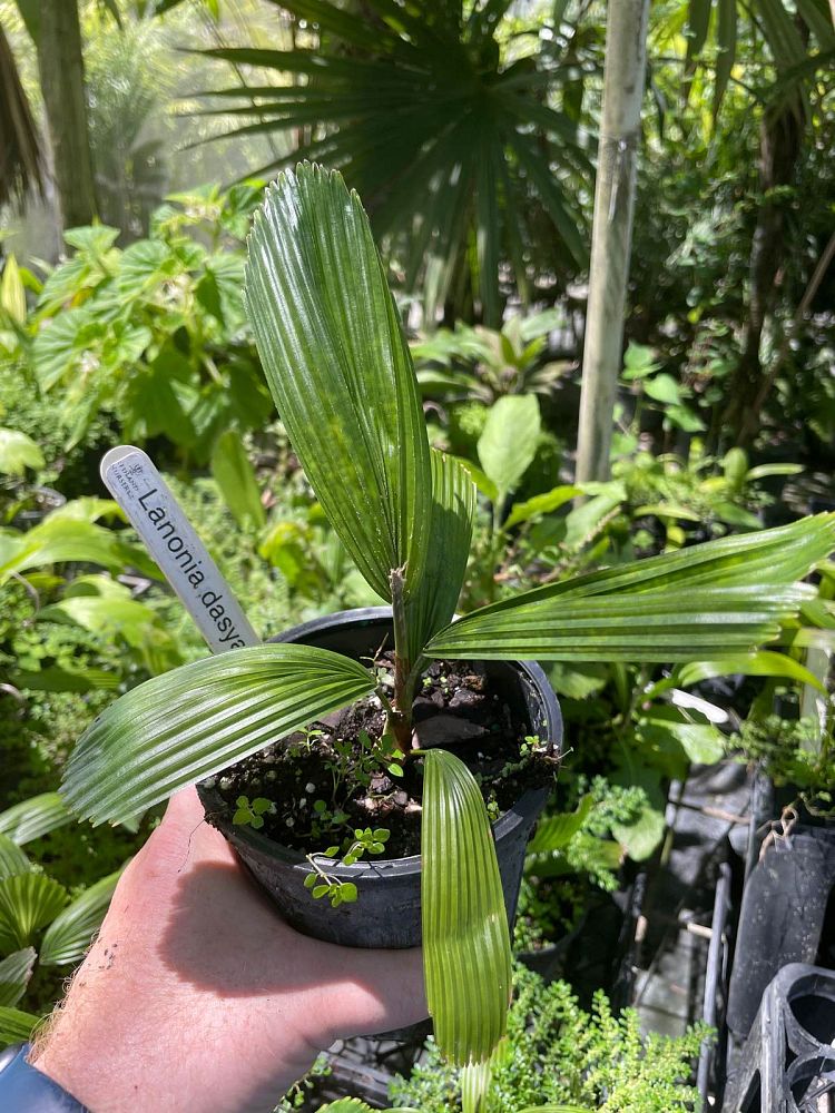 lanonia-dasyantha-licuala-radula-licuala-dasyantha