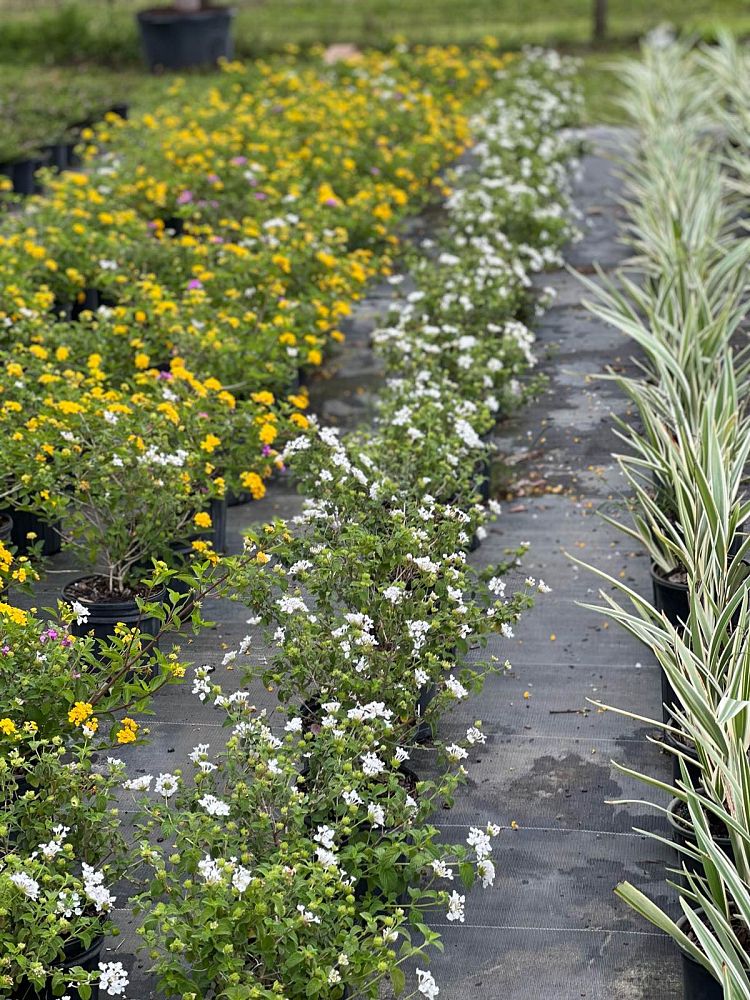 lantana-assorted-varieties
