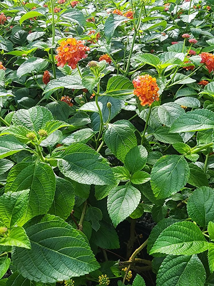 lantana-assorted-varieties
