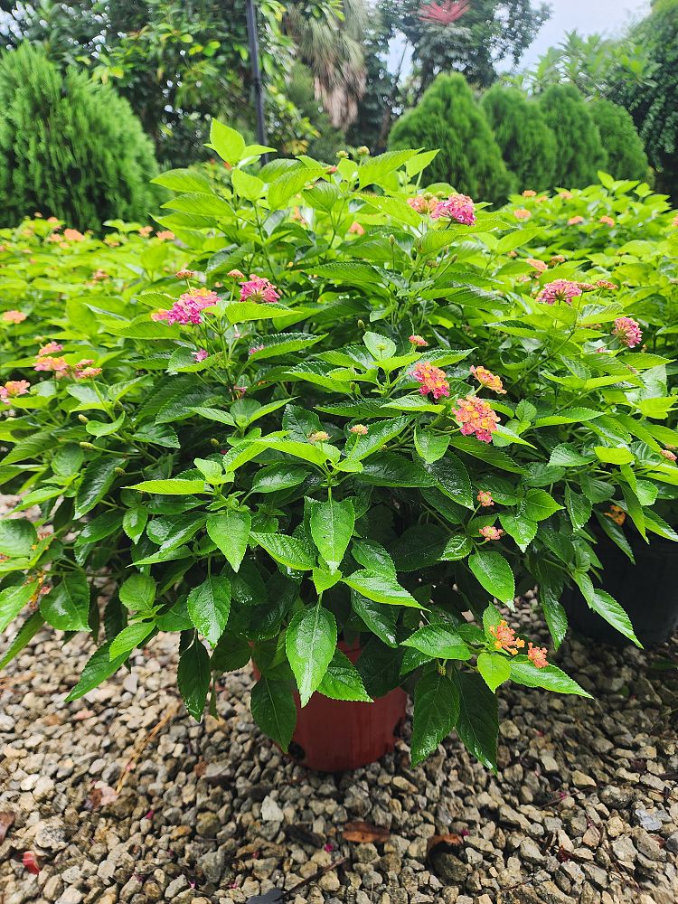 lantana-assorted-varieties