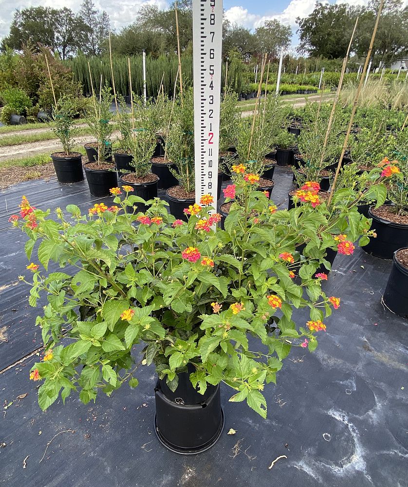 lantana-assorted-varieties
