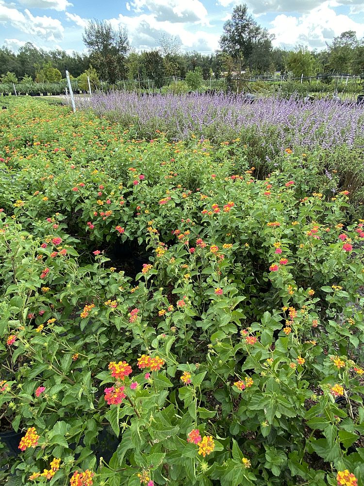 lantana-assorted-varieties