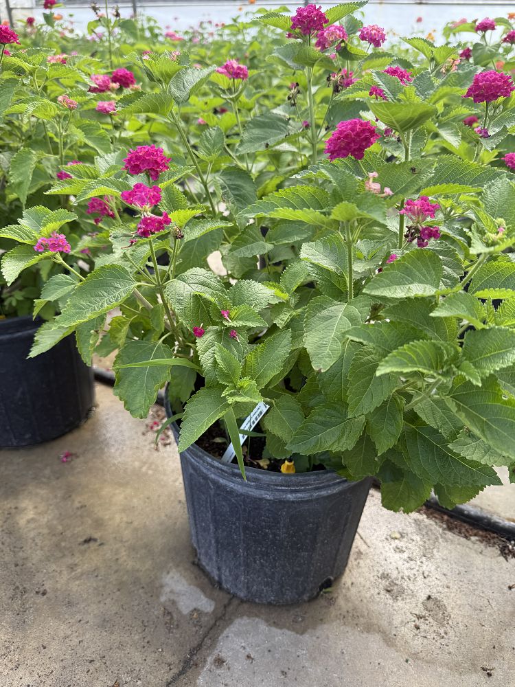 lantana-athens-rose