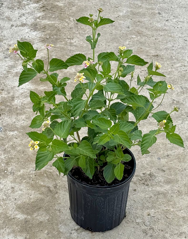 lantana-bicolor