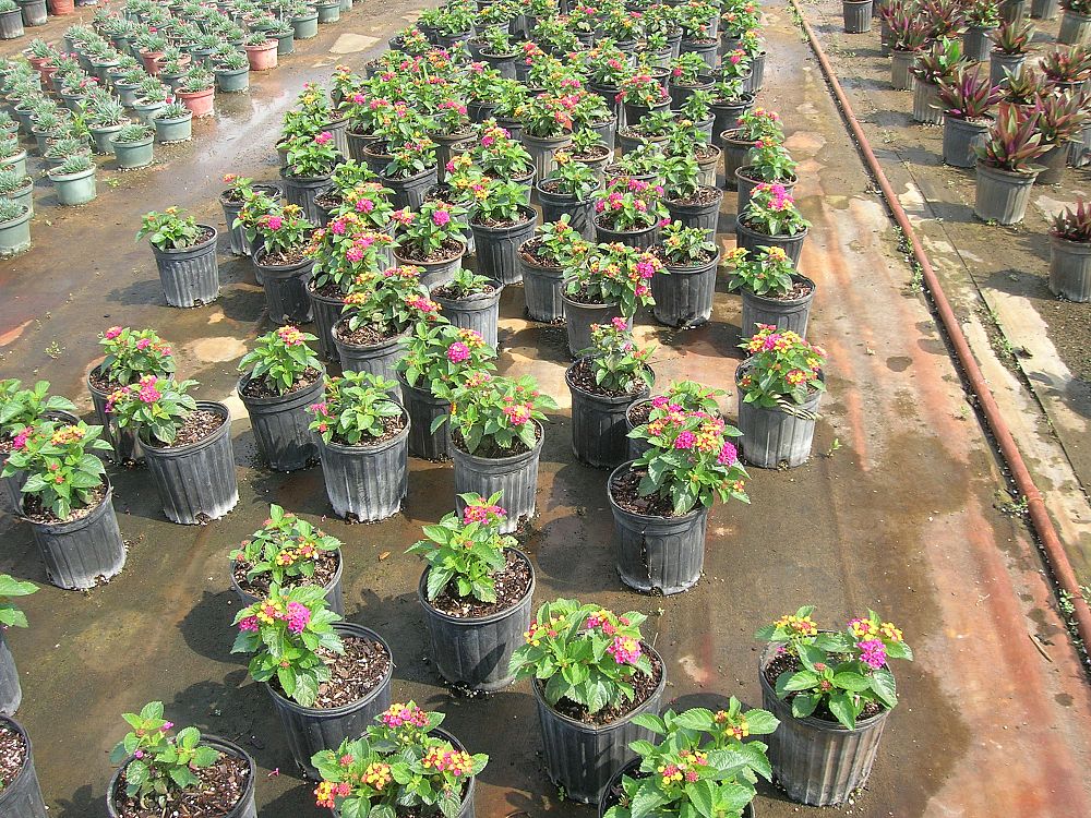 lantana-camara-anne-marie