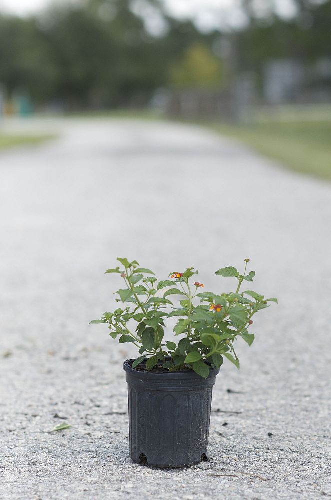 lantana-camara-anne-marie