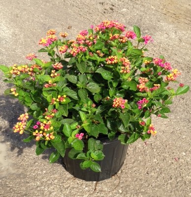 lantana-camara-anne-marie