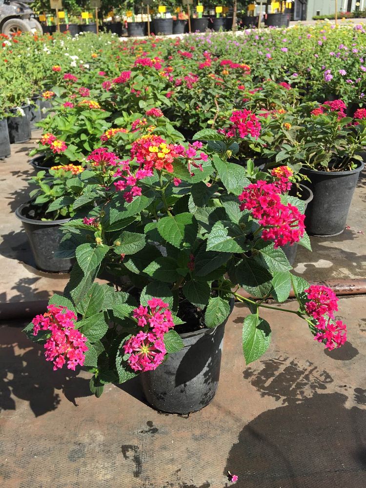 lantana-camara-anne-marie