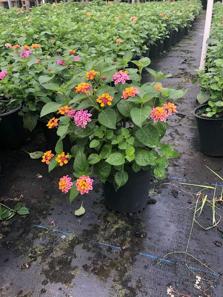 lantana-camara-anne-marie