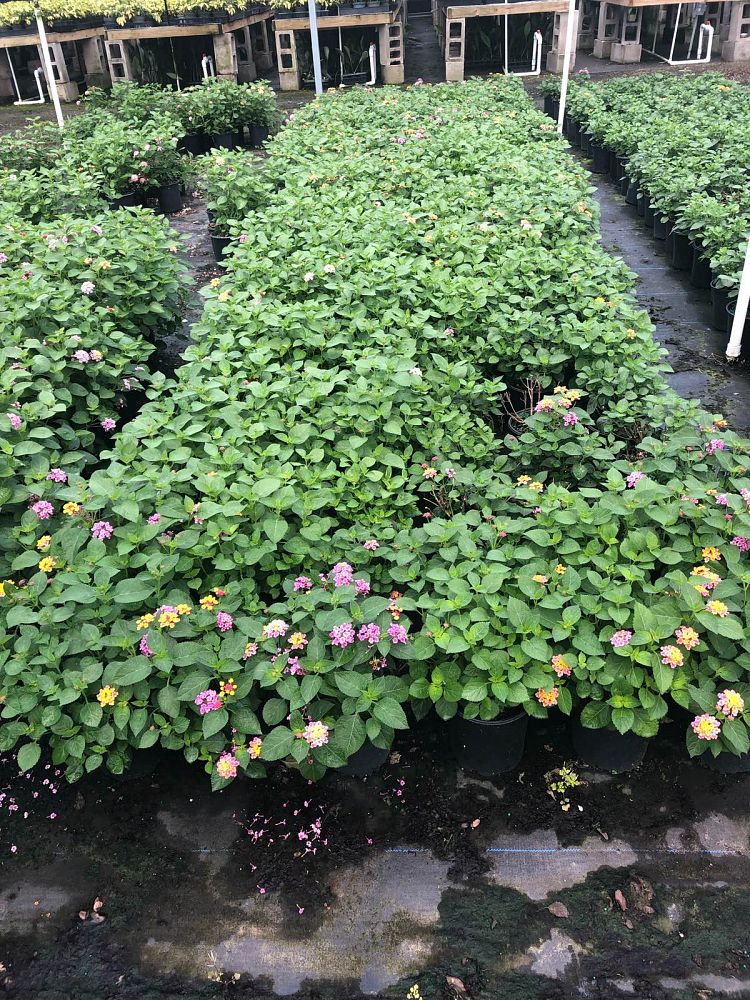 lantana-camara-anne-marie