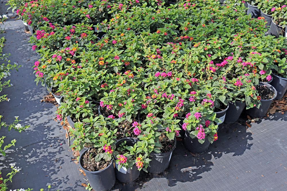 lantana-camara-anne-marie