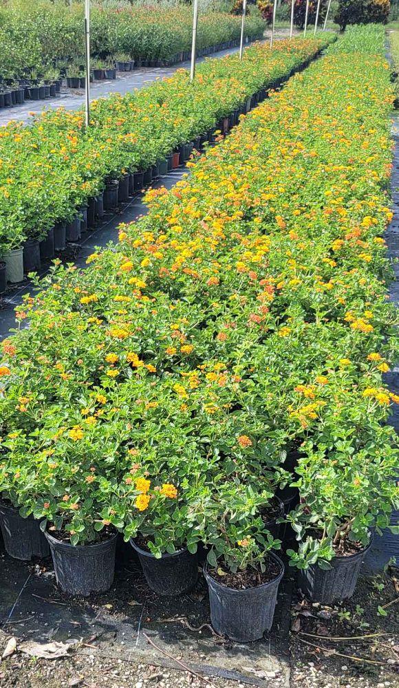 lantana-camara-anne-marie