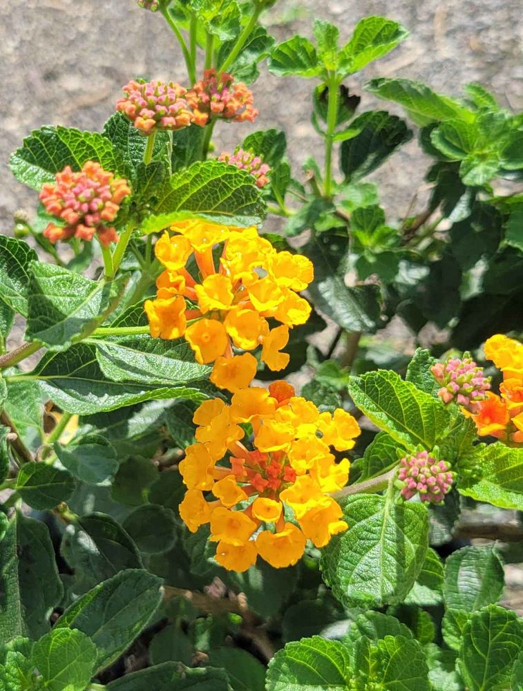 lantana-camara-anne-marie