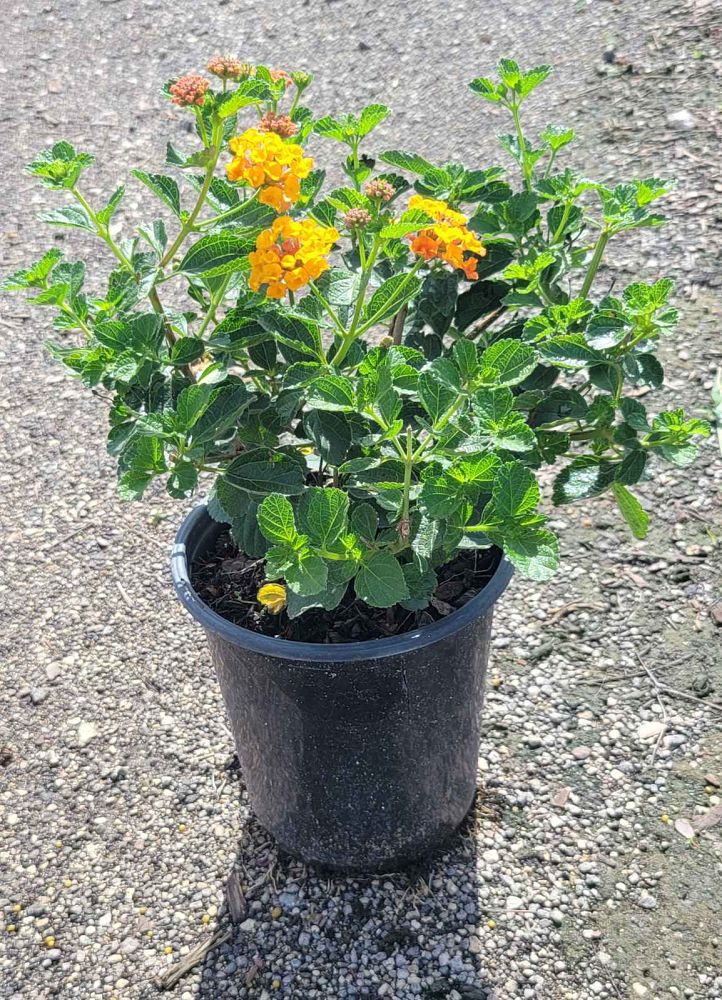 lantana-camara-anne-marie