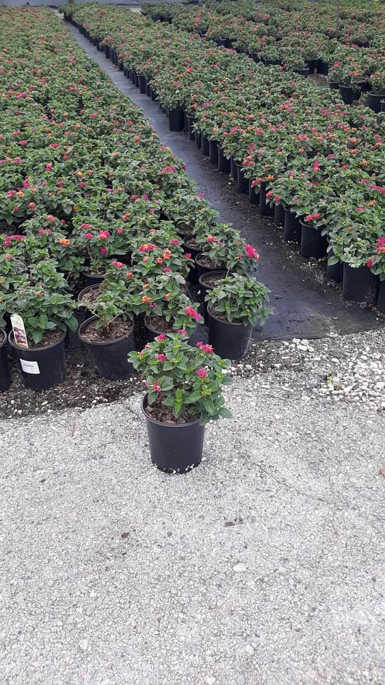 lantana-camara-anne-marie