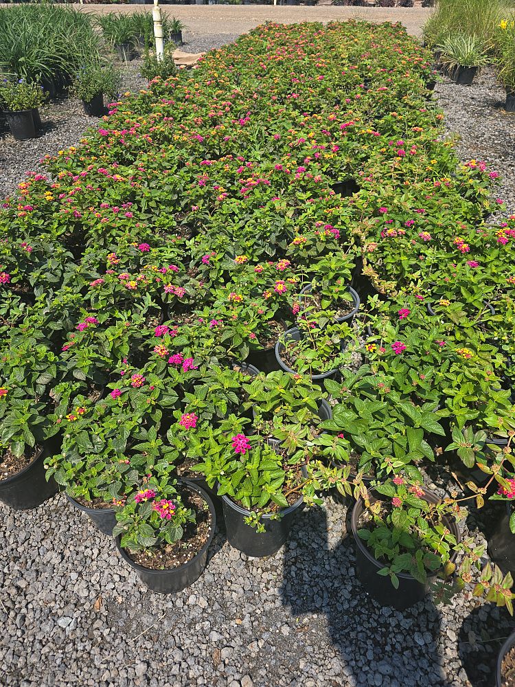 lantana-camara-anne-marie