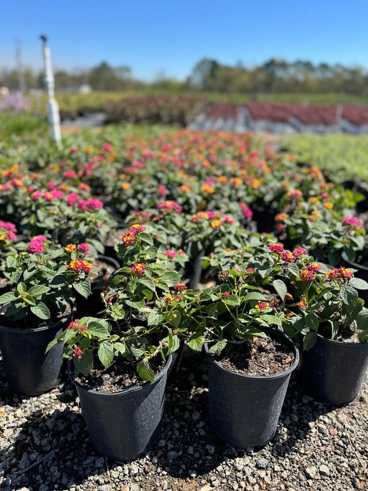 lantana-camara-anne-marie