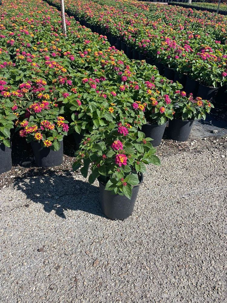 lantana-camara-anne-marie