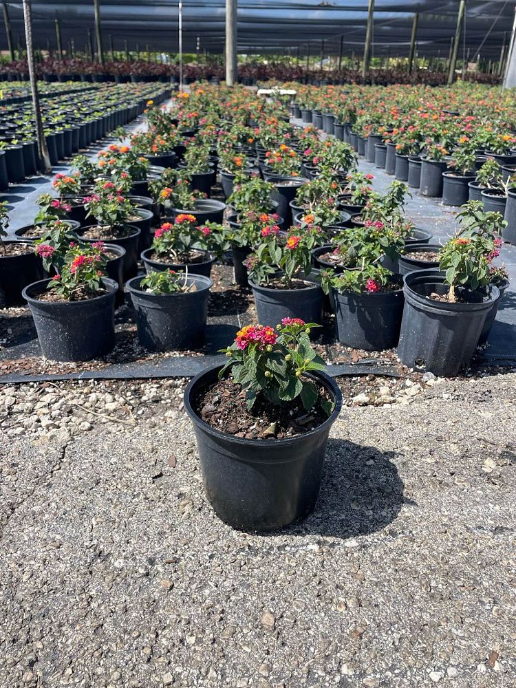 lantana-camara-anne-marie