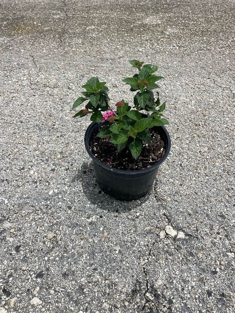 lantana-camara-anne-marie