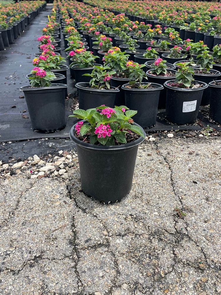 lantana-camara-anne-marie