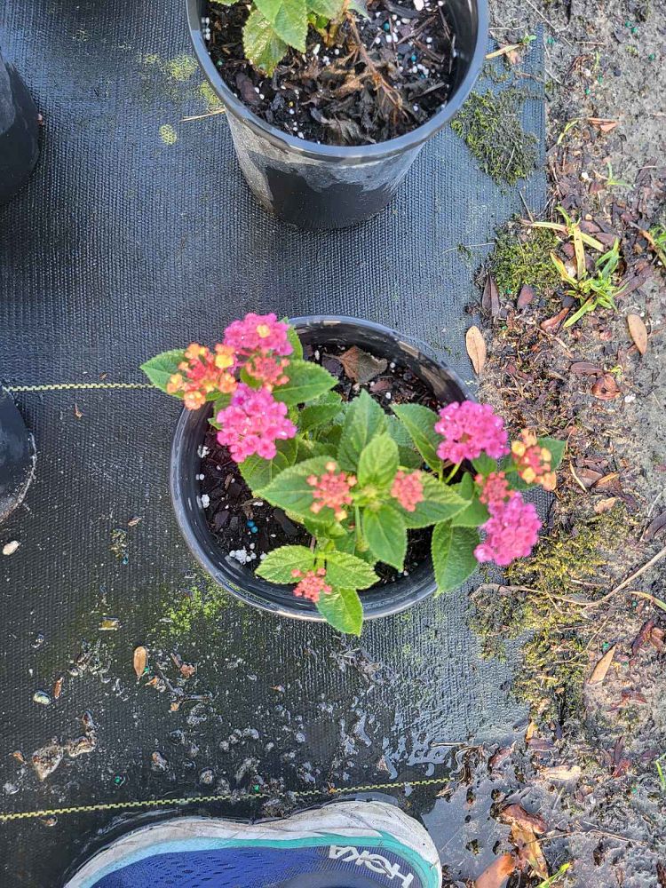 lantana-camara-anne-marie