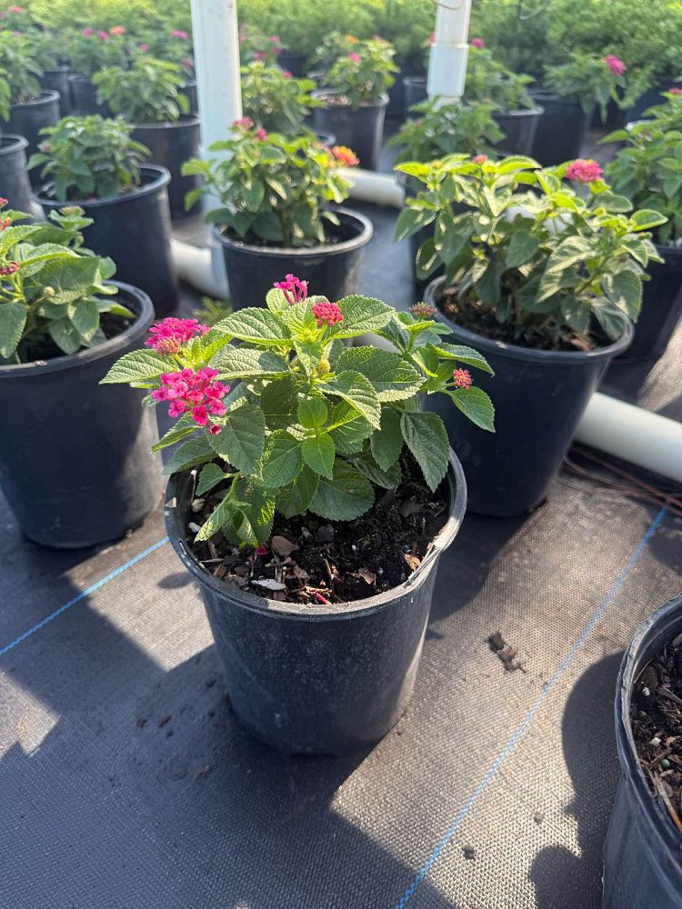 lantana-camara-anne-marie