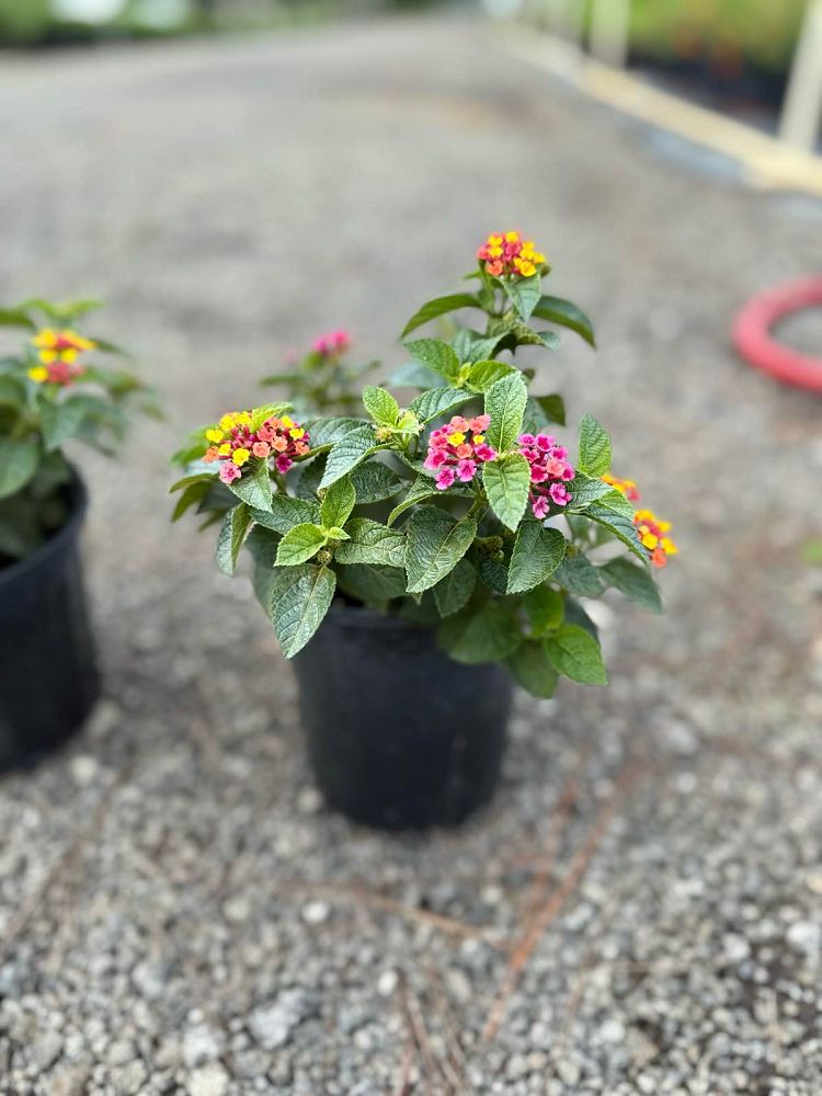 lantana-camara-anne-marie