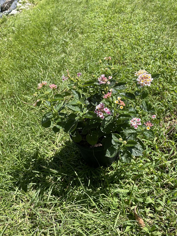lantana-camara-anne-marie