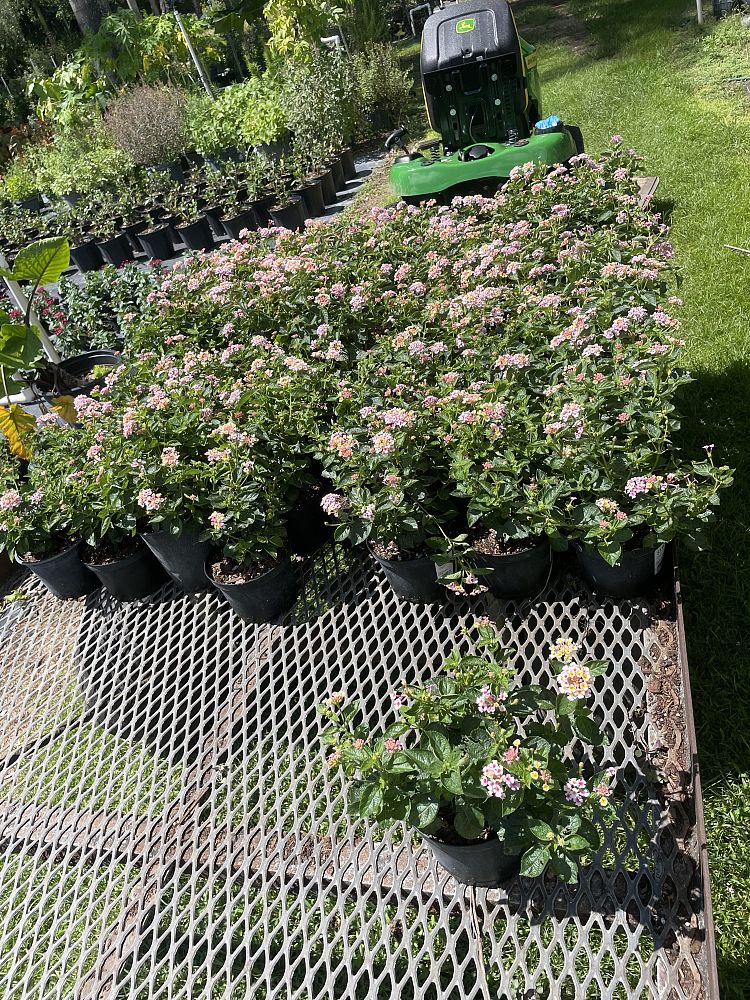 lantana-camara-anne-marie